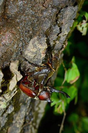 　交尾するカブトムシ