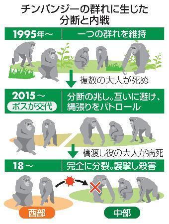　チンパンジーの群れに生じた分断と内戦