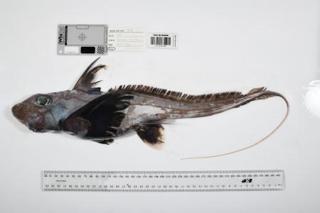 　オーストラリア北東部の「珊瑚海」で見つかったギンザメの仲間（Ｔｈｅ　Ｎｉｐｐｏｎ　Ｆｏｕｎｄａｔｉｏｎ-Ｎｅｋｔｏｎ　Ｏｃｅａｎ　Ｃｅｎｓｕｓ／ＣＳＩＲＯ提供）