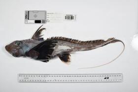 　オーストラリア北東部の「珊瑚海」で見つかったギンザメの仲間（Ｔｈｅ　Ｎｉｐｐｏｎ　Ｆｏｕｎｄａｔｉｏｎ-Ｎｅｋｔｏｎ　Ｏｃｅａｎ　Ｃｅｎｓｕｓ／ＣＳＩＲＯ提供）