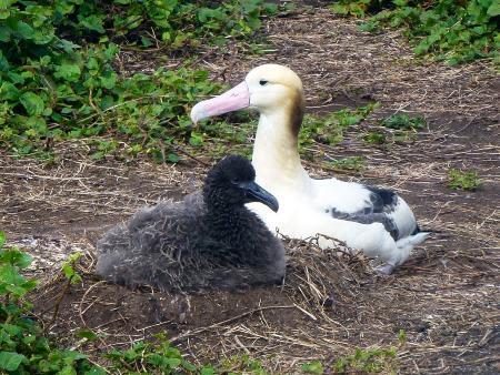 　アホウドリの成鳥（右）とひな＝２０１４年３月、伊豆諸島・鳥島（山階鳥類研究所提供）