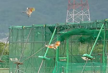 　石川県羽咋市で新たに放鳥されたトキ＝１４日（ユーチューブの石川県公式チャンネルから）