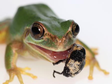 　カエルにのみ込まれないよう舌にしがみついたオジロアシナガゾウムシ（杉浦真治神戸大教授提供）