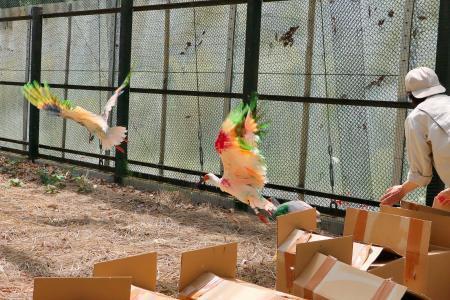 　訓練用の順化ケージ内に放鳥される羽に着色されたトキ＝２５日、新潟県佐渡市（環境省提供）