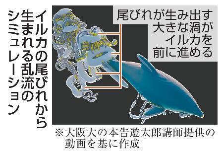 　イルカの尾びれから生まれる乱流のシミュレーション