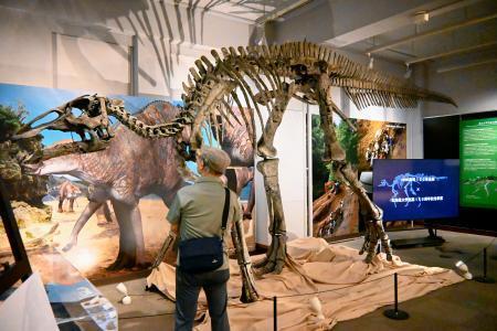 　北海道大総合博物館で常設展示されているカムイサウルスの全身骨格＝３日午前、札幌市