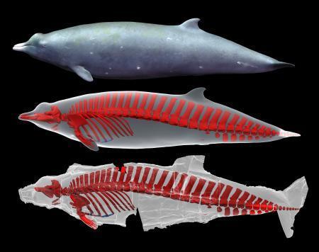 　復元されたハッブスオウギハクジラの全身骨格の３Ｄ画像のイメージ（（Ｃ）新村龍也・足寄動物化石博物館）