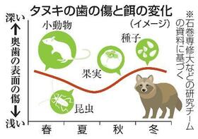 　タヌキの歯の傷と餌の変化（イメージ）