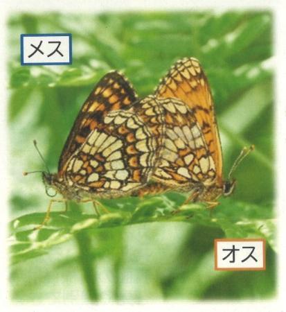 　コヒョウモンモドキ（環境省・長野県警提供）