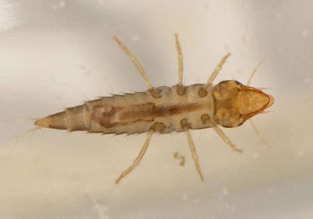 　水面の裏側をあおむけになって歩くナガケシゲンゴロウの幼虫（石川県ふれあい昆虫館提供）