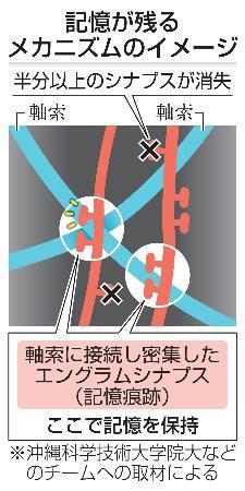 　記憶が残るメカニズムのイメージ