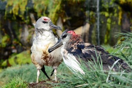 　南アフリカ領マリオン島で、ハツカネズミに襲われてけがをしたハイガシラアホウドリ（Ｂｅｎ　Ｄｉｌｌｅｙ／Ｍｏｕｓｅ-Ｆｒｅｅ　Ｍａｒｉｏｎ　Ｐｒｏｊｅｃｔ提供・共同）