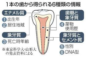 　１本の歯から得られる６種類の情報