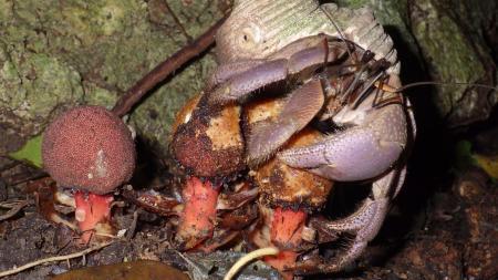 　リュウキュウツチトリモチの実を食べるオオナキオカヤドカリ＝２０２５年３月、沖縄県・石垣島（神戸大の末次健司教授提供）