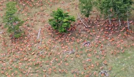 　長野県伊那市と大鹿村の境にある南アルプスの山中で発見されたシカの大群＝８月１日（東邦航空提供）