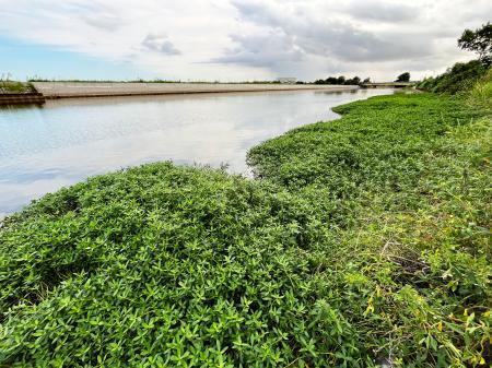 　茨城県稲敷市の新利根川沿いに繁殖しているナガエツルノゲイトウ（東洋大生命科学部提供）