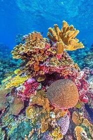 　オーストラリア北東の島国パプアニューギニアのサンゴ礁（Ｔｏｍ　Ｓｈｌｅｓｉｎｇｅｒ氏提供）