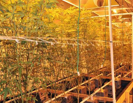 　米ロサンゼルスで栽培される医療用大麻＝２０１５年１２月