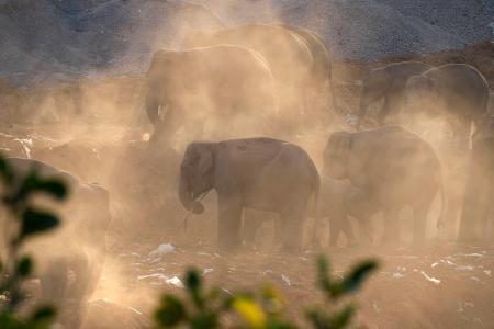 中国、獣害対策へ法案審議　クマやゾウ、死傷相次ぐ