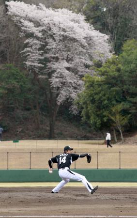 　満開の桜を背に力投する阪神・能見（撮影・出月俊成）