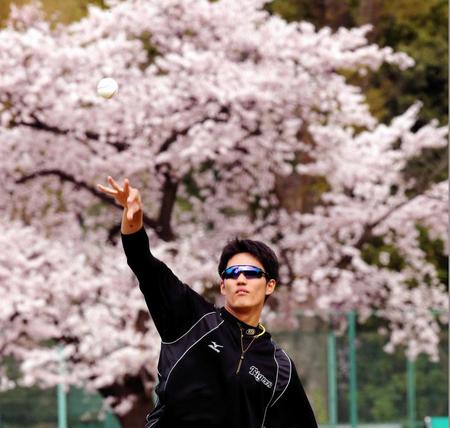 満開の桜を背にキャッチボールする阪神・藤浪晋太郎＝神宮（撮影・飯室逸平）