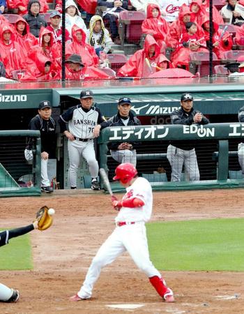 　８回、内角の球をのけぞり四球を選ぶ新井（手前）を見つめる金本監督（右）＝撮影・高部洋祐