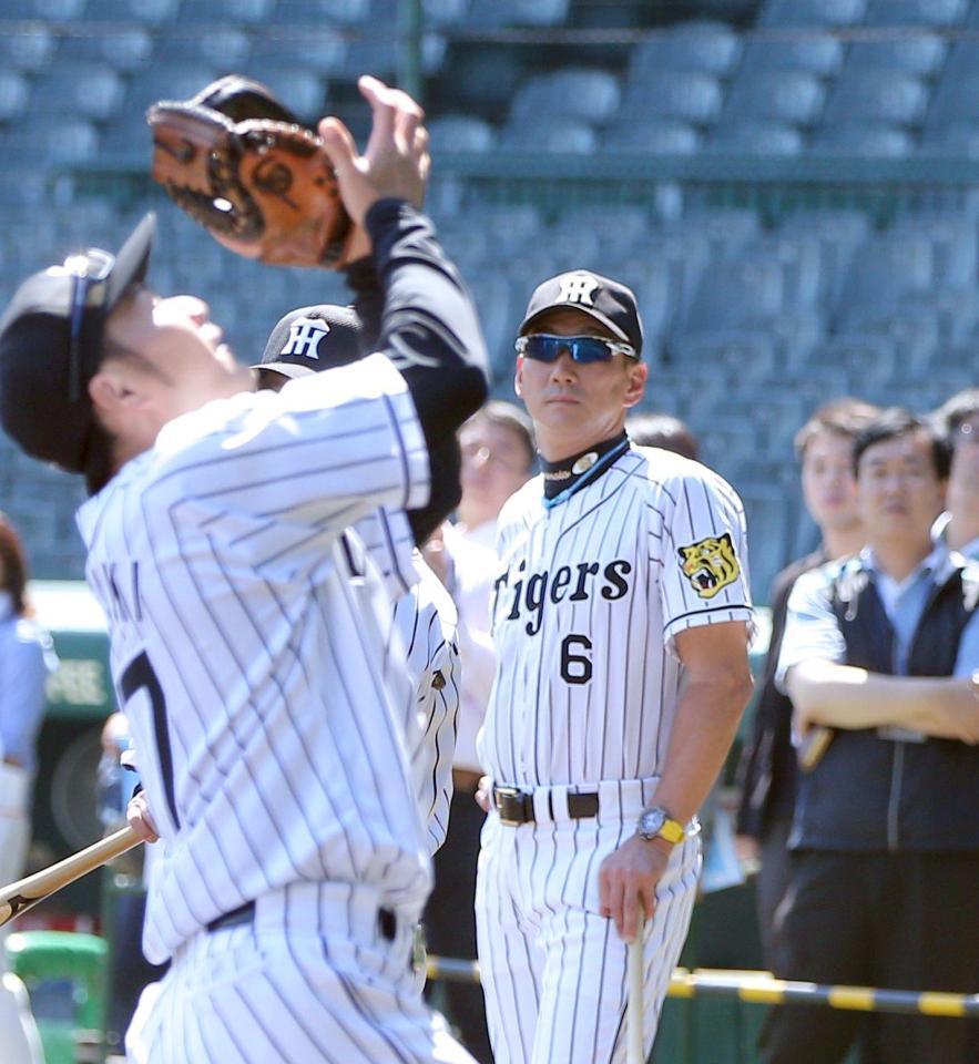 フライの練習を見つめる阪神・金本知憲監督＝甲子園（撮影・田中太一）