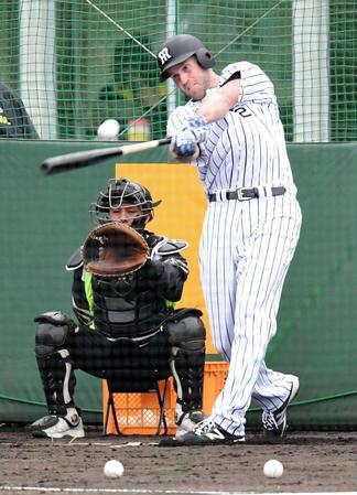 フリー打撃で快音を響かせるキャンベル＝宜野座