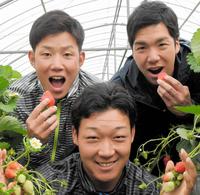 キャンプ休日、いちご狩りを満喫する大山悠輔（前列）、（後列左から）糸原健斗、小野泰己＝宜野座（撮影・北村雅宏）