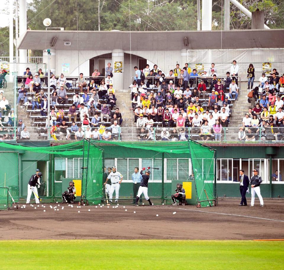 　糸井の豪快なフリー打撃にスタンドのファンは大注目（撮影・飯室逸平）