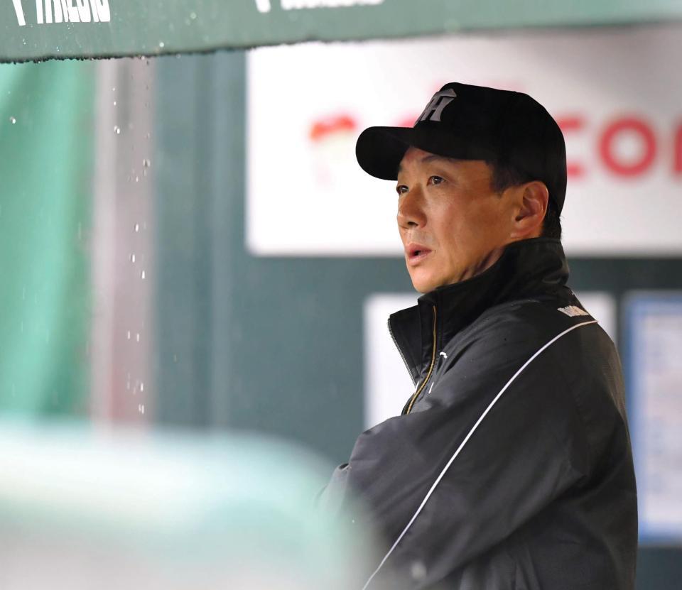 雨による４回の中断中、ベンチからグラウンドを見つめる阪神・金本知憲監督＝マツダスタジアム（撮影・高部洋祐）