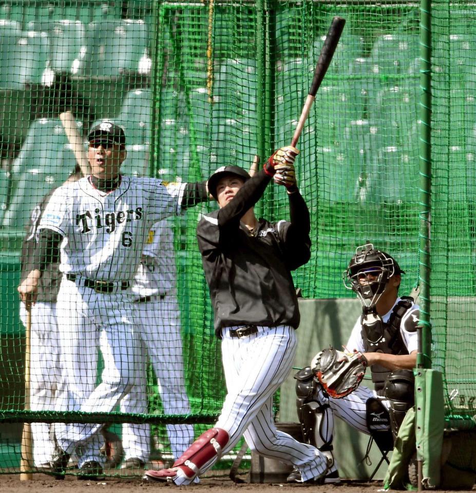 　金本監督（左）が見る中、フルスイングで柵越えを連発させる中谷＝撮影・田中太一