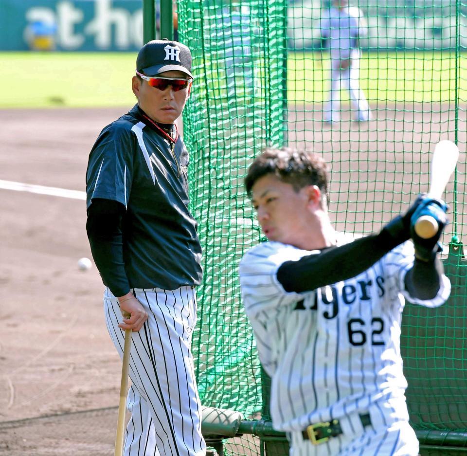 　金本監督（左）が見守る中、打撃練習に励む植田