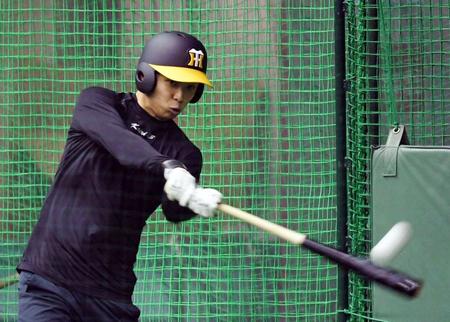 打撃練習をする阪神・島田海吏＝宜野座（撮影・田中太一）