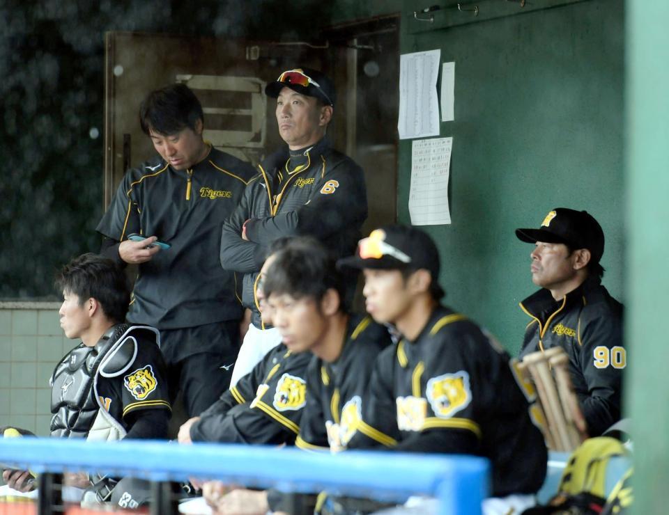 　雨で中断となりベンチからグラウンドを見つめる金本監督（奥）