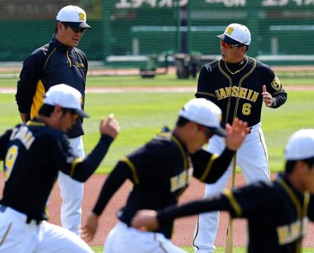 阪神・片岡コーチ（奥の左）と打撃談義を交わしながら、ナインの練習を見守る金本監督（同右）＝マツダスタジアム