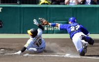 ２回阪神２死二塁、阪神・坂本誠志郎は阪神・大山悠輔の左前打で本塁を狙いセーフの判定になるも、リクエストでアウトになる（捕手　中日・大野奨太）＝甲子園（撮影・山口登）