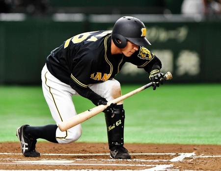 ６回阪神無死、四球を選ぶ植田＝東京ドーム（撮影・西岡正）