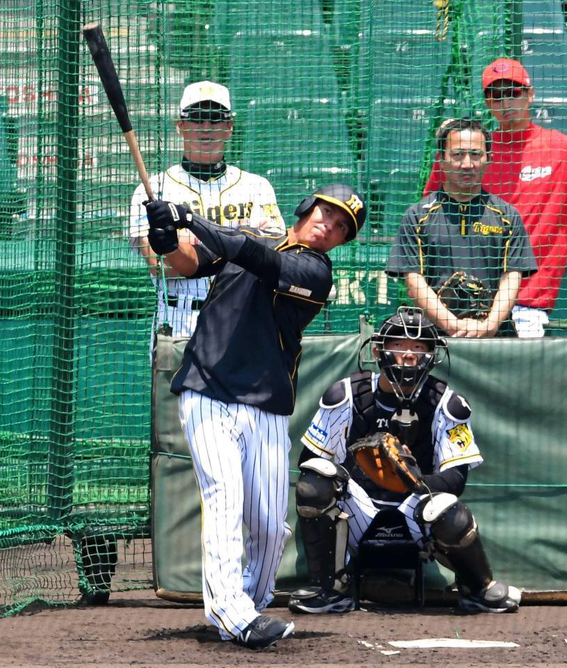 　金本監督（左奥）が見守る中、フリー打撃で快音を響かせるナバーロ