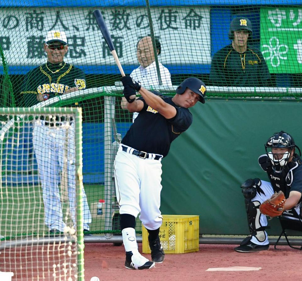 　１軍に昇格し、打撃練習をするナバーロと笑顔で見守る金本監督（左奥）＝撮影・出月俊成
