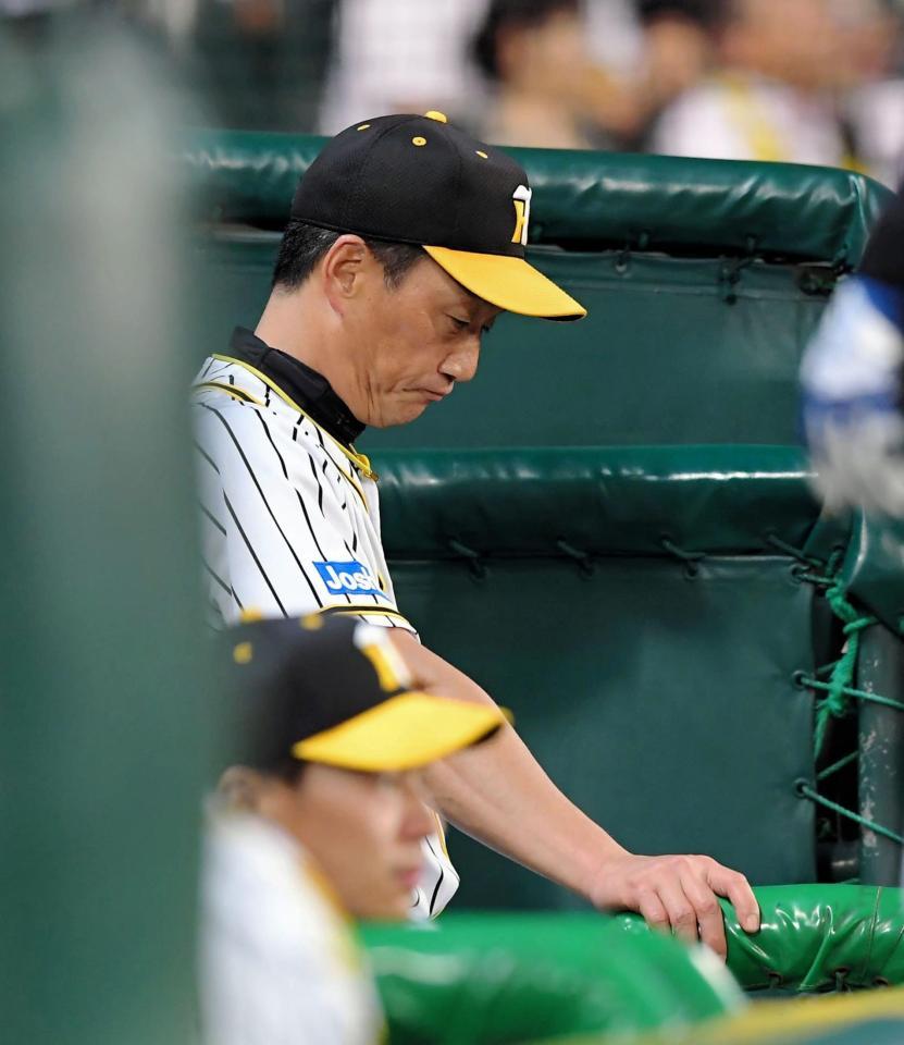 ６回終了後、ベンチでうつむく阪神・金本知憲監督＝甲子園（撮影・高部洋祐）