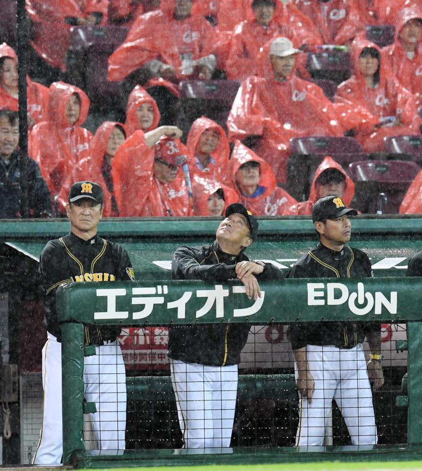 　降りしきる雨に天を見上げる金本監督（中央）