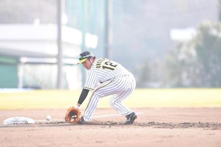 早出特守に励む小野寺＝安芸（撮影・高部洋祐）