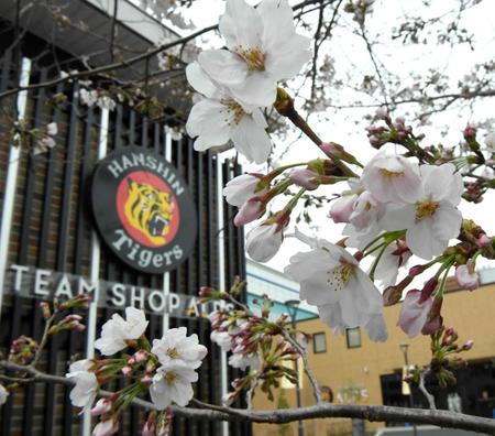 　甲子園のタイガースグッズショップ前にて。桜は咲き始めても球界の春はまだ遠そうです（撮影・北村雅宏）