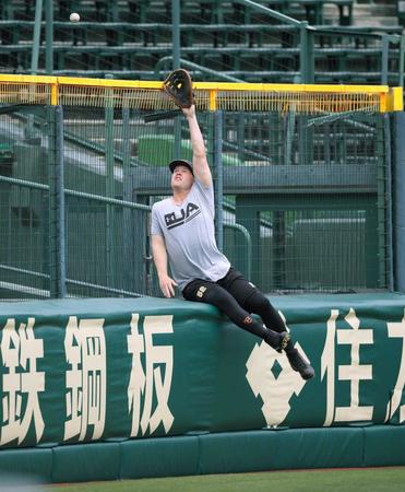 　守備練習で懸命に打球を追うサンズ（阪神タイガース提供）