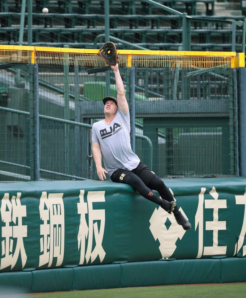 　守備練習で懸命に打球を追うサンズ（阪神タイガース提供）