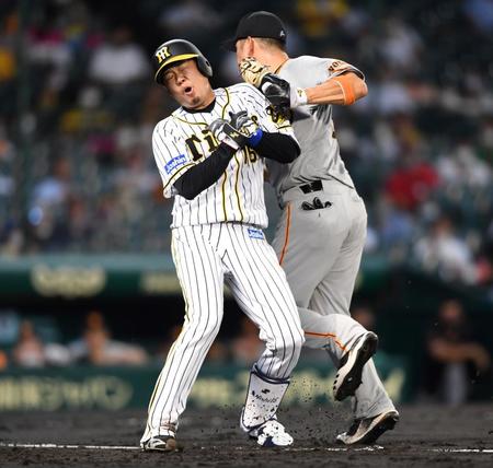 ２回、スクイズを決めた阪神・西勇は一塁手の巨人・中島と激突する＝甲子園（撮影・田中太一）