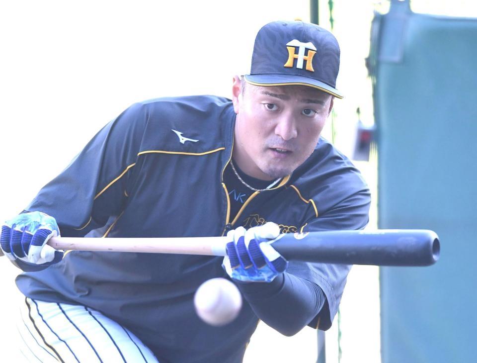 バント練習する阪神・秋山＝甲子園（撮影・北村雅宏）