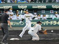 　５回、セーフティーバントを決める阪神・近本（撮影・山口登）