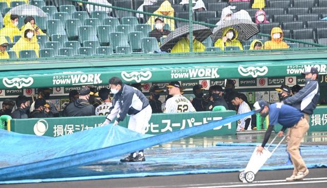 甲子園のビジョンに「阪神園芸の神整備に感謝」降雨で試合開始遅れ　懸命に準備